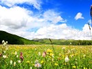 成都到俄木塘旅游,紅原俄木塘花海二日游